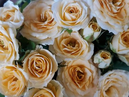 バラ バラ バラ,ばら,薔薇の写真素材
