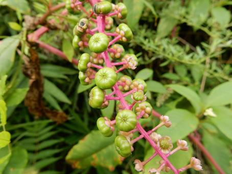 【植物写真】ヨウシュヤマゴボウ 【植物写真】ヨウシュヤマゴボウの写真