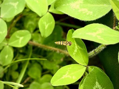 Hovering Fly 01, JPG Hovering Fly 01, JPG