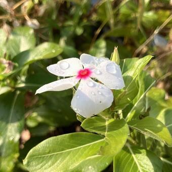 雨上がりのニチニチソウ ニチニチソウ,花,植物の写真素材