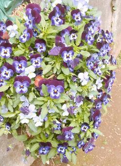 花 花の写真