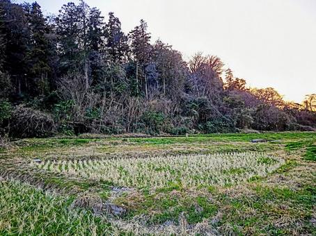 風景 草むら 草原 木 曇り空 風景 草むら 草原 木 曇り空の写真