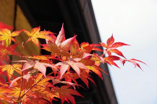 紅葉 紅葉の写真