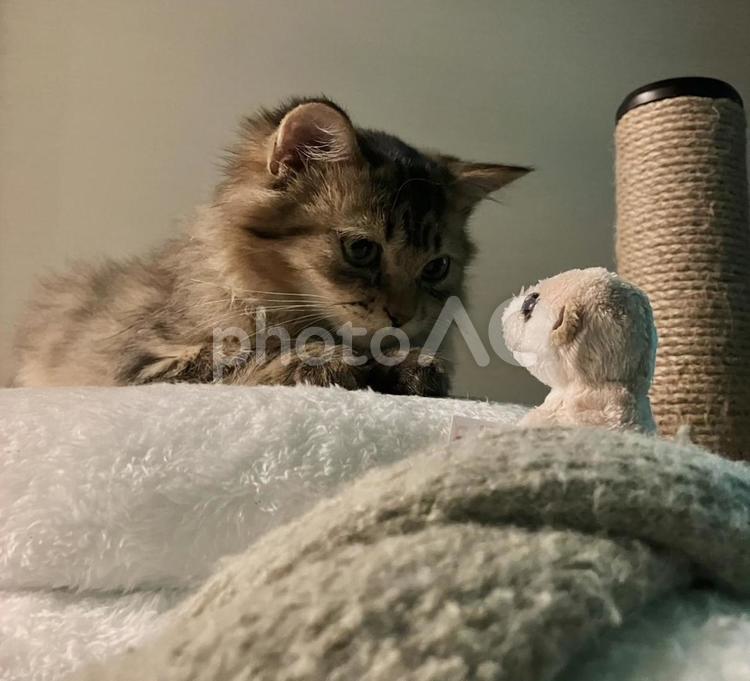 猫とぬいぐるみ 猫,ぬいぐるみ,キジトラの写真素材
