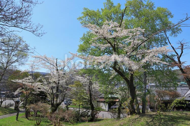 小樽公園の桜 2 小樽,小樽公園,桜の写真素材