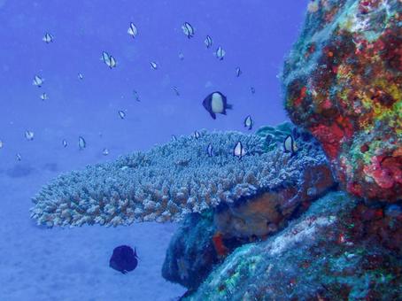 屋久島 フタスジリュウキュウスズメダイ 屋久島 フタスジリュウキュウスズメダイ スキューバダイビング,ダイビング,フタスジリュウキュウスズメダイの写真素材