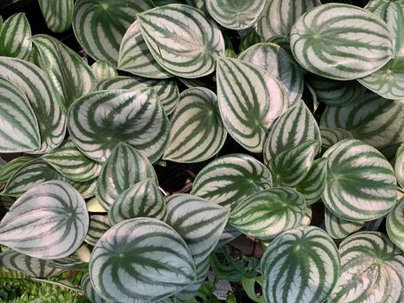 ペペロミア 観葉植物 ペペロミア 観葉植物 ペペロミア,観葉植物,ガーデニングの写真素材