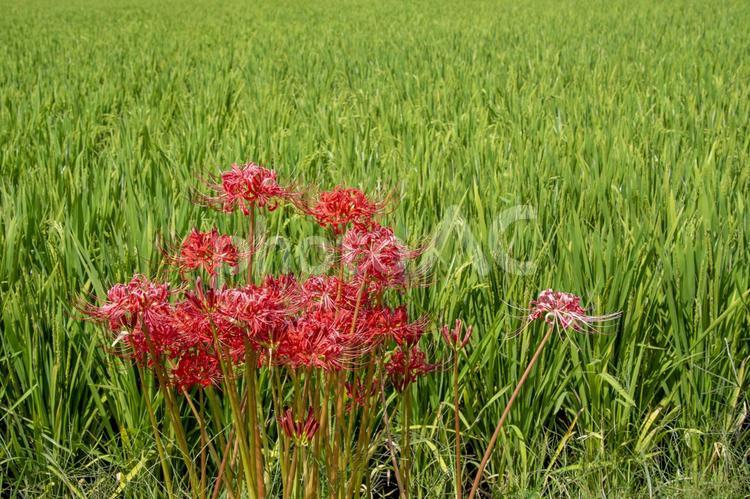 秋に咲く彼岸花と稲穂　鹿児島県出水平野 彼岸花,ヒガンバナ,曼珠沙華の写真素材