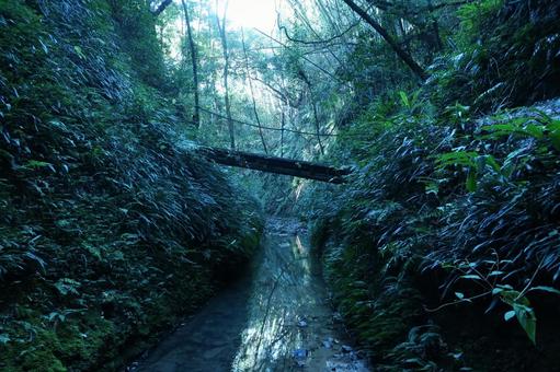 森にかかる橋 森にかかる橋の写真