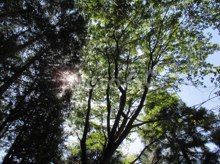 新緑の木漏れ日 新緑,木漏れ日の写真素材