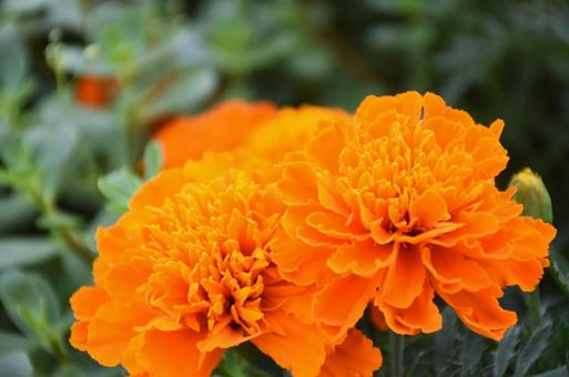 African Marigold②, JPG African Marigold②, JPG