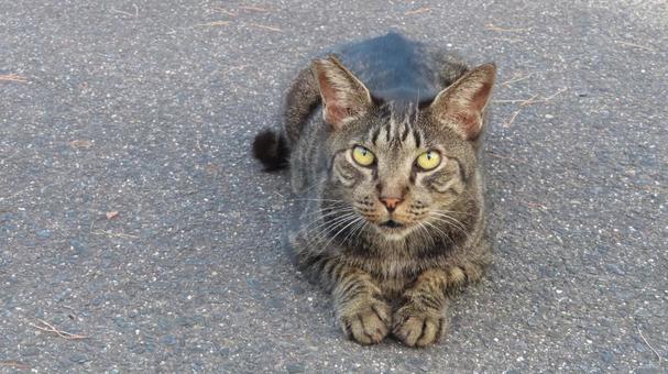 カメラ目線で夕涼みしているもふもふな猫様 カメラ目線で夕涼みしているもふもふな猫様の写真