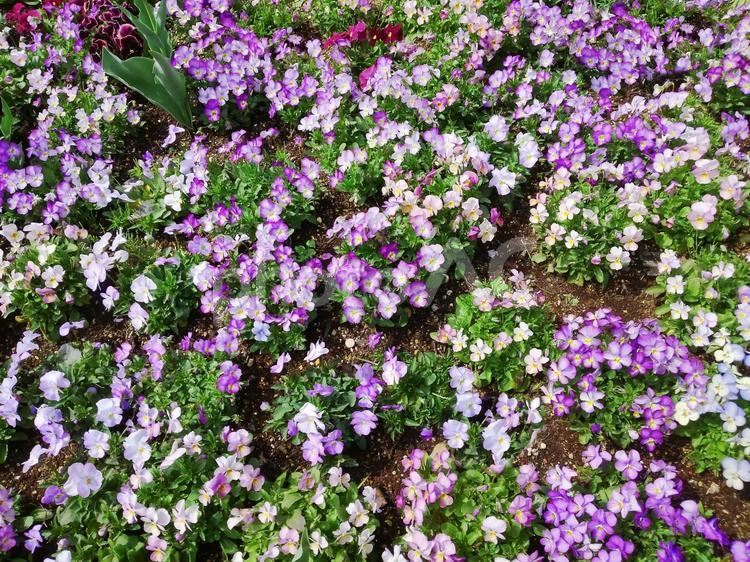 花ざかり　紫の花の絨毯 花,紫,パープルの写真素材