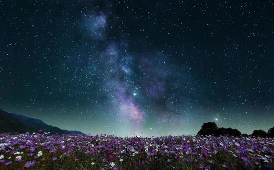 イメージ素材/コスモス畑と星空・天の川 イメージ素材/コスモス畑と星空・天の川の写真