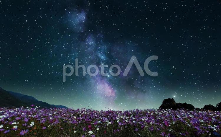 イメージ素材/コスモス畑と星空・天の川 コスモス畑,星空,天の川の写真素材