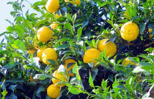 柚子 柚子,果実,果物の写真素材