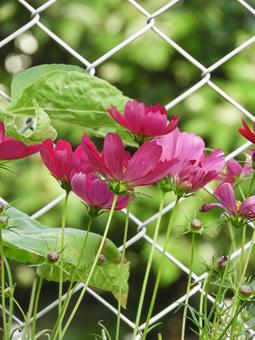 コスモス コスモス コスモス,自然,花の写真素材