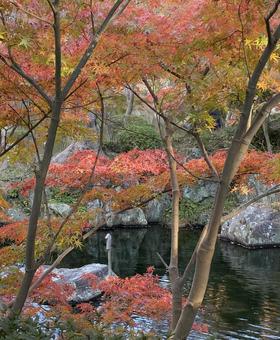 初紅葉 西の丸庭園,紅葉渓庭園,初紅葉の写真素材