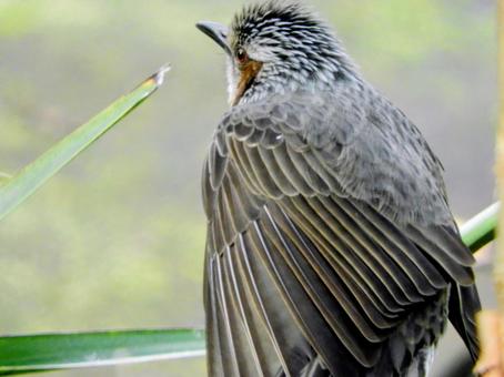 ヒヨドリの写真