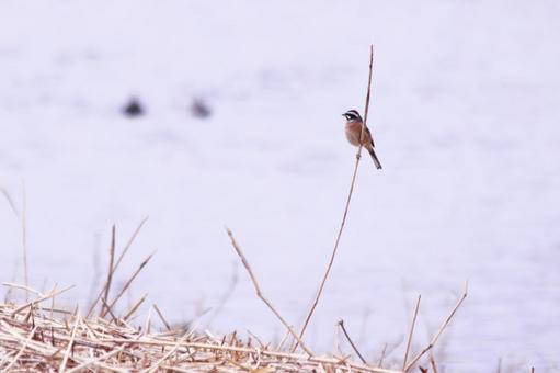 河川近くの枯れ枝にとまるホオジロ 鳥,ホオジロ,野鳥の写真素材