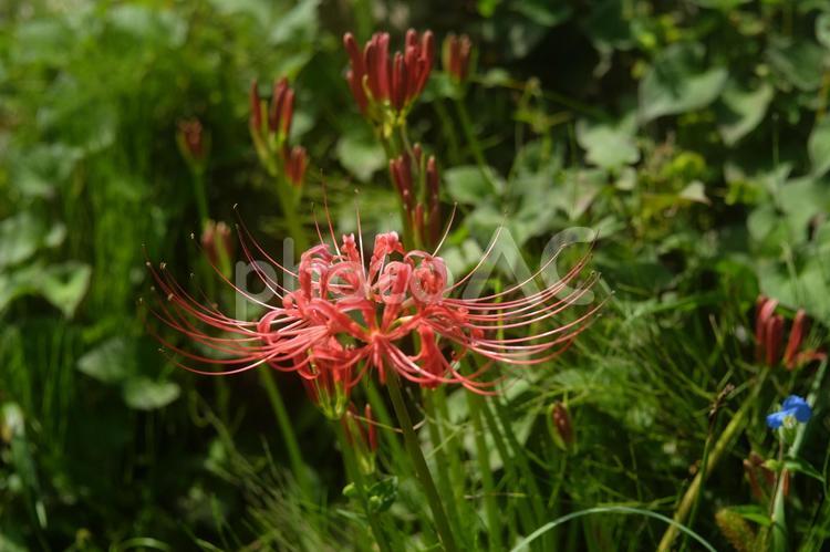 最近、良く目にするようになったヒガンバナ 花,ヒガンバナ,曼殊沙華の写真素材
