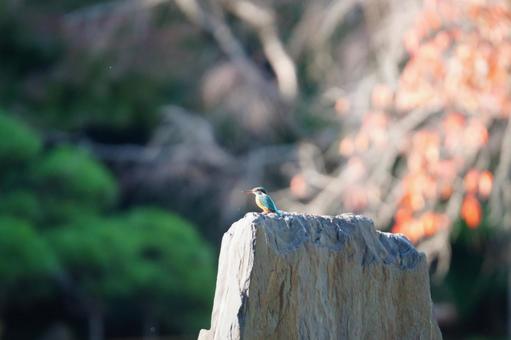 カワセミ カワセミ,翡翠,池の写真素材