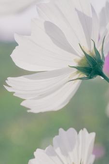 コスモスの写真