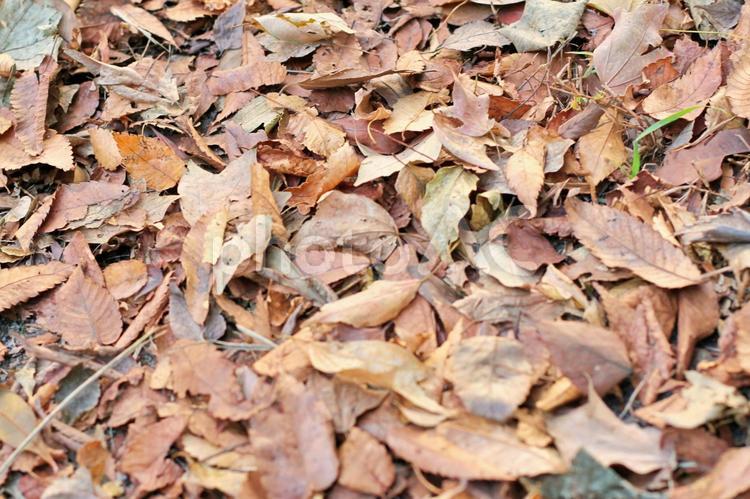 枯れ葉・秋冬のイメージ素材 冬,秋,11月の写真素材