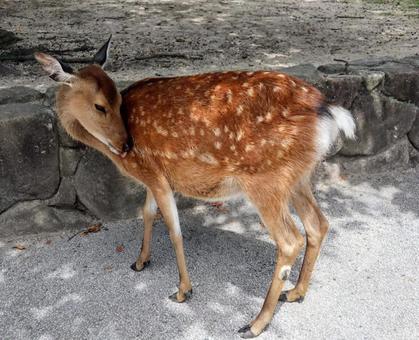 神の使い 神の使い 動物,生き物,鹿の写真素材
