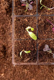 育苗トレイの芽のアップ 育苗トレイ,芽,植物の写真素材