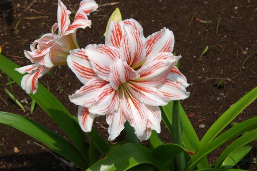 アマリリス アマリリス,amaryllis,hippeastrumの写真素材