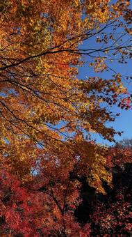 紅葉 紅葉,香嵐渓,葉っぱの写真素材