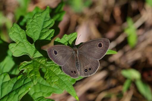 ヒメウラナミジャノメ ヒメウラナミジャノメ,ジャノメチョウ,チョウの写真素材