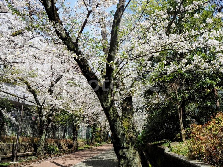 春の南砂緑道公園・桜並木（東京都江東区） 春,桜,南砂緑道公園の写真素材
