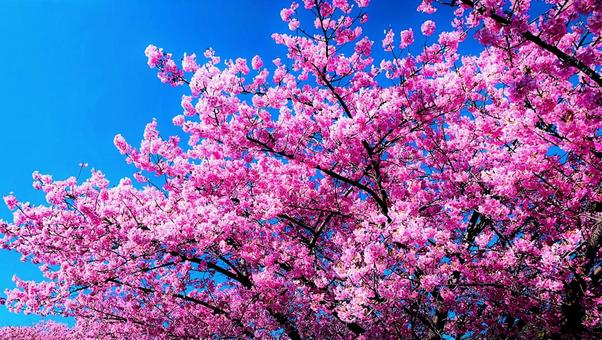 河津桜2 河津桜2の写真