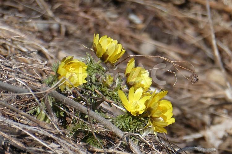 福寿草　早春の陽を見る 福寿草,黄色,花の写真素材