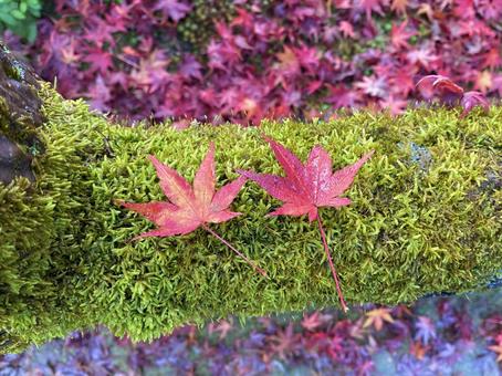 京都のもみじ 京都のもみじ 京都,もみじ,紅葉の写真素材