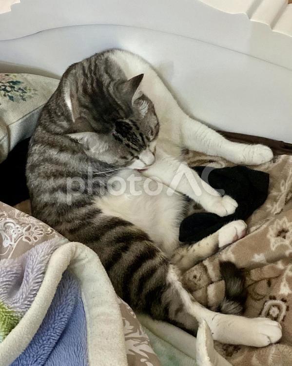 毛づくろいするサバ白にゃんころ様 猫,毛づくろい,サバシロの写真素材