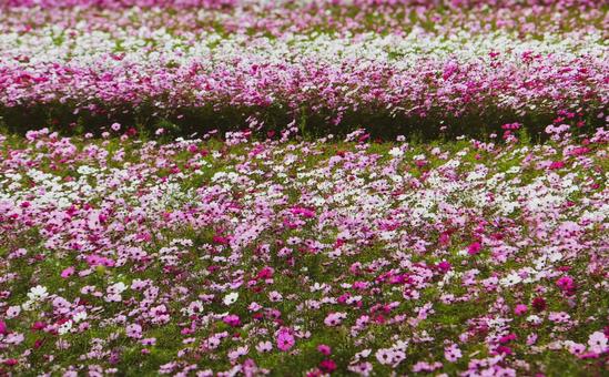 コスモス園 コスモス園の写真