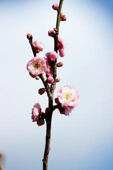 梅の花 梅の花 梅,梅の花,梅畑の写真素材