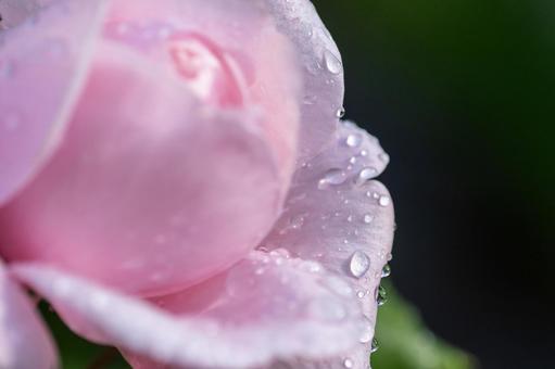 「感謝」が花言葉、ピンクの薔薇 「感謝」が花言葉、ピンクの薔薇の写真