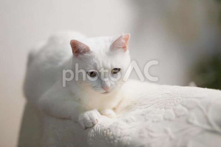 ソファのへりで黄昏る白猫 白猫,シロネコ,しろねこの写真素材