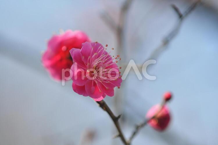 梅　春の訪れ４ 梅の花,梅,花の写真素材