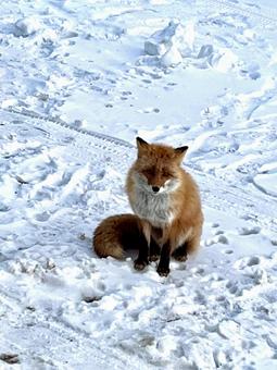 キタキツネ 風景,景色,キツネの写真素材