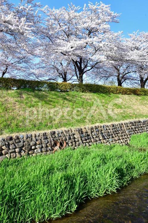 桜並木 桜,さくら,サクラの写真素材
