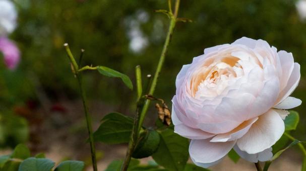 薔薇 薔薇の写真