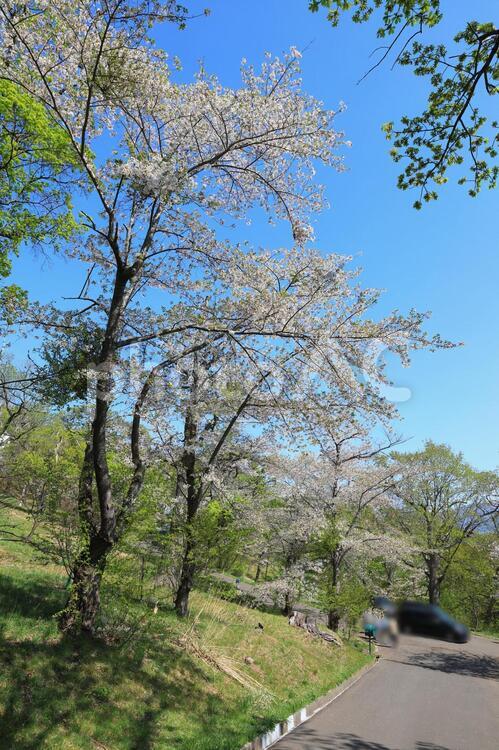 坂道の桜並木(手宮公園)　縦位置 小樽,手宮公園,坂道の写真素材