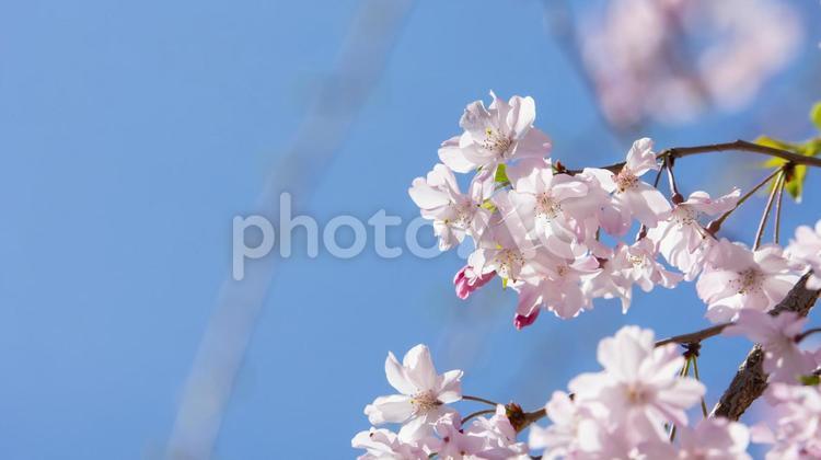 しだれ桜 しだれ桜,シダレザクラ,ベニシダレの写真素材
