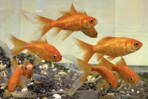 金魚 金魚の写真