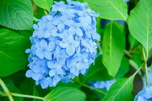 紫陽花 梅雨の季節 紫陽花 梅雨の季節の写真